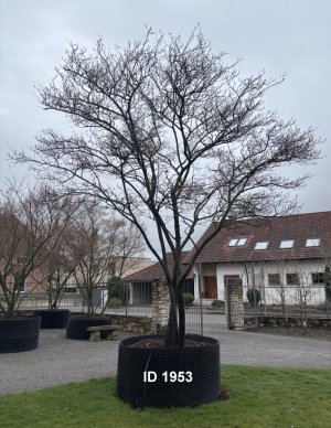 Christoph-Ulmer-Baumschulen-Weilheim-Teck-1953-Amelanchier-lamarckii-Kupferfelsenbirne-Schirmform