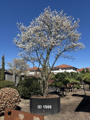 Christoph-Ulmer-Baumschulen-Weilheim-Teck-1956-Amelanchier-lamarckii-Kupferfelsenbirne-Schirmform-Bluete