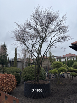 Christoph-Ulmer-Baumschulen-Weilheim-Teck-1956-Amelanchier-lamarckii-Kupferfelsenbirne-Schirmform