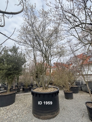 Christoph-Ulmer-Baumschulen-Weilheim-Teck-1959-Amelanchier-lamarckii-Kupferfelsenbirne-Schirmform
