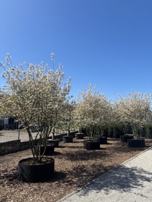Christoph-Ulmer-Baumschulen-Weilheim-Teck-Amelanchier-lamarckii-Kupferfelsenbirnen-Bluete