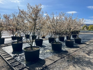 Christoph-Ulmer-Baumschulen-Weilheim-Teck-Amelanchier-lamarckii-Kupferfelsenbirnen-klein-Bluete