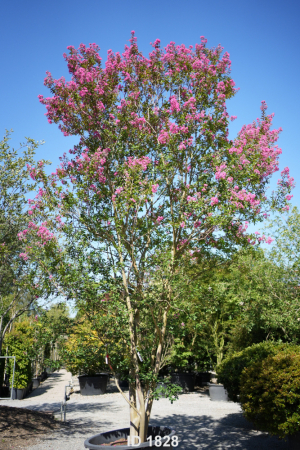 Christoph-Ulmer-Baumschulen-Weilheim-Teck-1828-Lagestroemia-indica-Rose-Toskanischer-Flieder