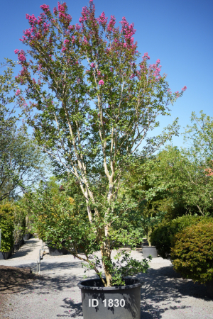Christoph-Ulmer-Baumschulen-Weilheim-Teck-1830-Lagestroemia-indica-rosea-Toskanischer-Flieder-Schirmform