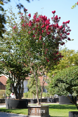 Christoph-Ulmer-Baumschulen-Weilheim-Teck-1878-Lagerstroemia-indica-red-Toskanischer-Flieder-Schirmform