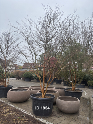 Christoph-Ulmer-Baumschulen-Weilheim-Teck-1954-Lagerstroemia-Acoma-Toskanischer-Flieder-Schirmform