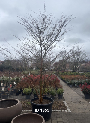 Christoph-Ulmer-Baumschulen-Weilheim-Teck-1955-Lagerstroemia-Acoma-Toskanischer-Flieder-Schirmform