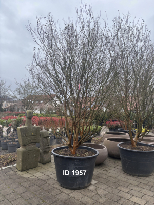 Christoph-Ulmer-Baumschulen-Weilheim-Teck-1957-Lagerstroemia-rosa-Fucsia-Toskanischer-Flieder-Schirmform