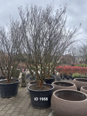 Christoph-Ulmer-Baumschulen-Weilheim-Teck-1958-Lagerstroemia-rosa-Fucsia-Toskanischer-Flieder-Schirmform