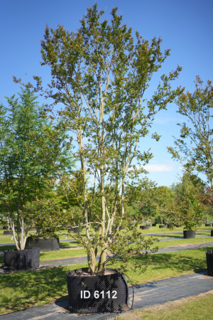 Christoph-Ulmer-Baumschulen-Weilheim-Teck-6112-Lagerstroemia-indica-rose-Toskanischer-Flieder-Schirmform