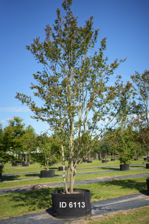 Christoph-Ulmer-Baumschulen-Weilheim-Teck-6113-Lagerstroemia-indica-rose-Toskanischer-Flieder-Schirmform