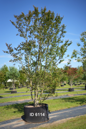 Christoph-Ulmer-Baumschulen-Weilheim-Teck-6114-Lagerstroemia-indica-rose-Toskanischer-Flieder-Schirmform