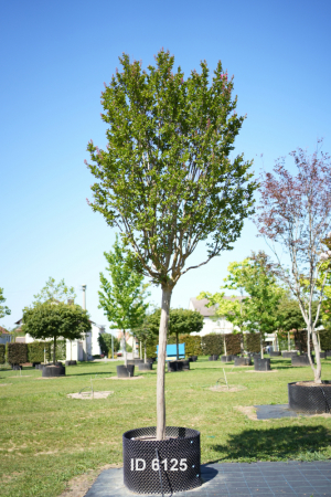 Christoph-Ulmer-Baumschulen-Weilheim-Teck-6125-Lagerstroemia-hoch-rosea-Toskanischer-Flieder-Hochstamm