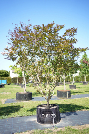 Christoph-Ulmer-Baumschulen-Weilheim-Teck-6129-Lagerstroemia-Solitaer-Toskanischer-Flieder
