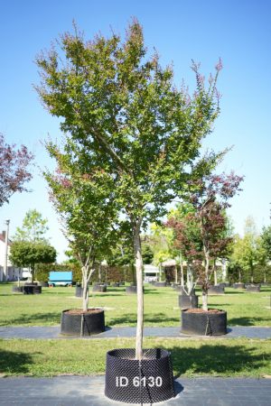 Christoph-Ulmer-Baumschulen-Weilheim-Teck-6130-Lagerstroemia-hoch-rosea-Toskanischer-Flieder-Hochstamm