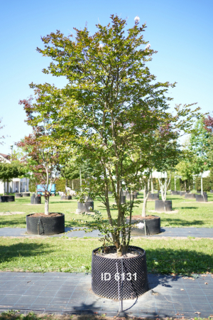 Christoph-Ulmer-Baumschulen-Weilheim-Teck-6131-Lagerstroemia-Solitaer-Toskanischer-Flieder