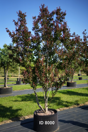 Christoph-Ulmer-Baumschulen-Weilheim-Teck-8000-Lagerstroemia-indica-Dynamite-Toskanischer-Flieder-Schirmform