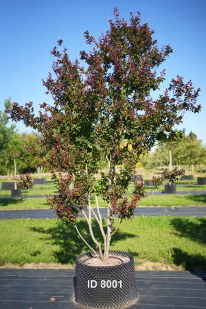 Christoph-Ulmer-Baumschulen-Weilheim-Teck-8001-Lagerstroemia-indica-Dynamite-Toskanischer-Flieder-Schirmform
