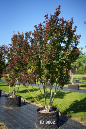 Christoph-Ulmer-Baumschulen-Weilheim-Teck-8002-Lagerstroemia-indica-Dynamite-Toskanischer-Flieder-Schirmform