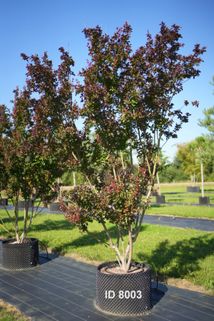 Christoph-Ulmer-Baumschulen-Weilheim-Teck-8003-Lagerstroemia-indica-Dynamite-Toskanischer-Flieder-Schirmform