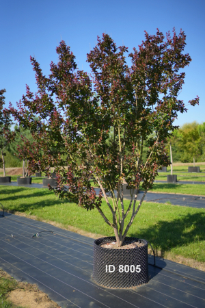 Christoph-Ulmer-Baumschulen-Weilheim-Teck-8005-Lagerstroemia-indica-Dynamite-Toskanischer-Flieder-Schirmform