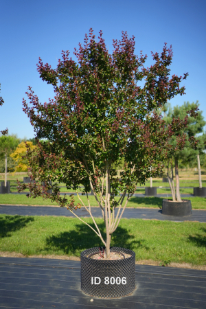Christoph-Ulmer-Baumschulen-Weilheim-Teck-8006-Lagerstroemia-indica-Dynamite-Toskanischer-Flieder-Schirmform