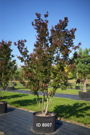 Christoph-Ulmer-Baumschulen-Weilheim-Teck-8007-Lagerstroemia-indica-Dynamite-Toskanischer-Flieder-Schirmform