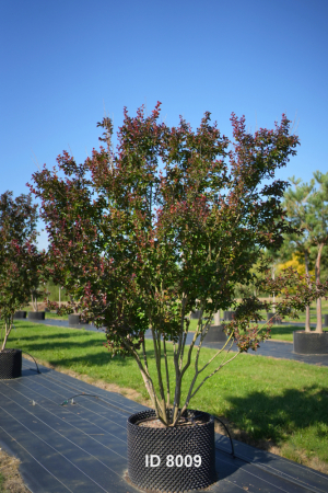 Christoph-Ulmer-Baumschulen-Weilheim-Teck-8009-Lagerstroemia-indica-Dynamite-Toskanischer-Flieder-Schirmform