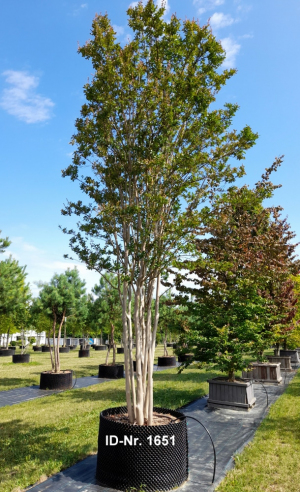 Christoph-Ulmer-Baumschulen-Weilheim-Teck-Aktuelle-Solitaergehoelze-1651-Lagerstroemia-indica-Coccinea