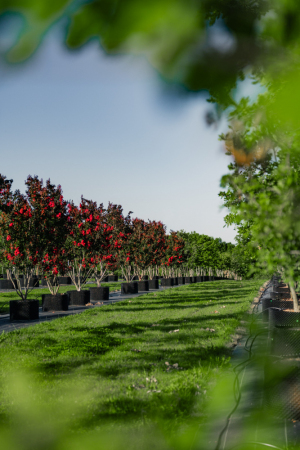 Ulmer_2025_Baumpark-18-08-25_web-48